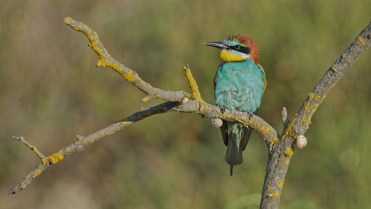 European Bee-eater - ML644770175