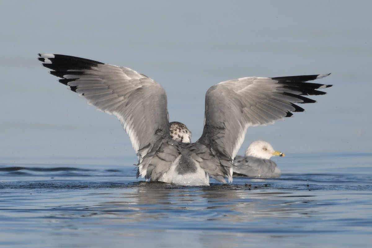 California Gull - ML644770183