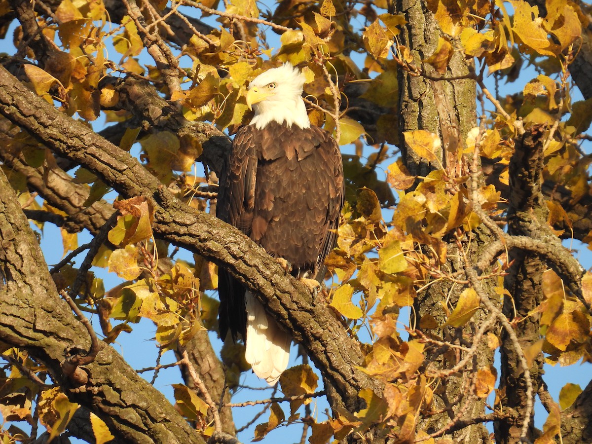 Itsas arrano buruzuria - ML644770196