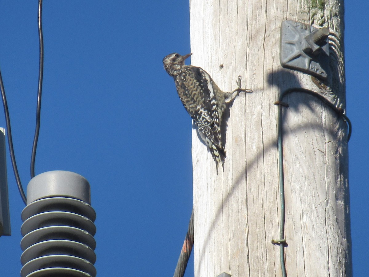 Yellow-bellied Sapsucker - ML644770199