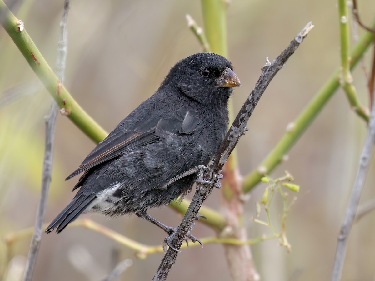 Small Ground-Finch - Geospiza fuliginosa - Birds of the World