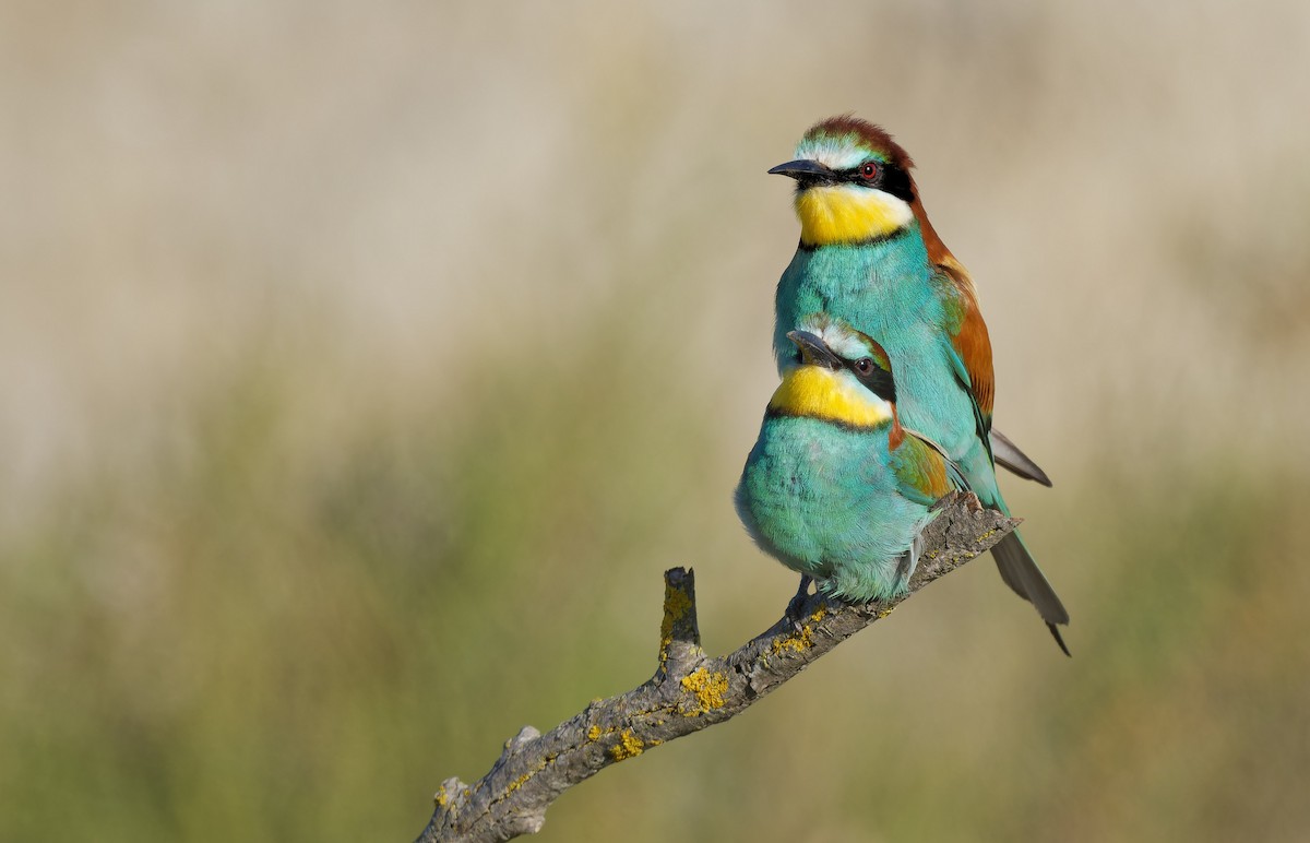 European Bee-eater - ML644770202