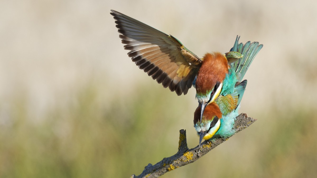 European Bee-eater - ML644770209