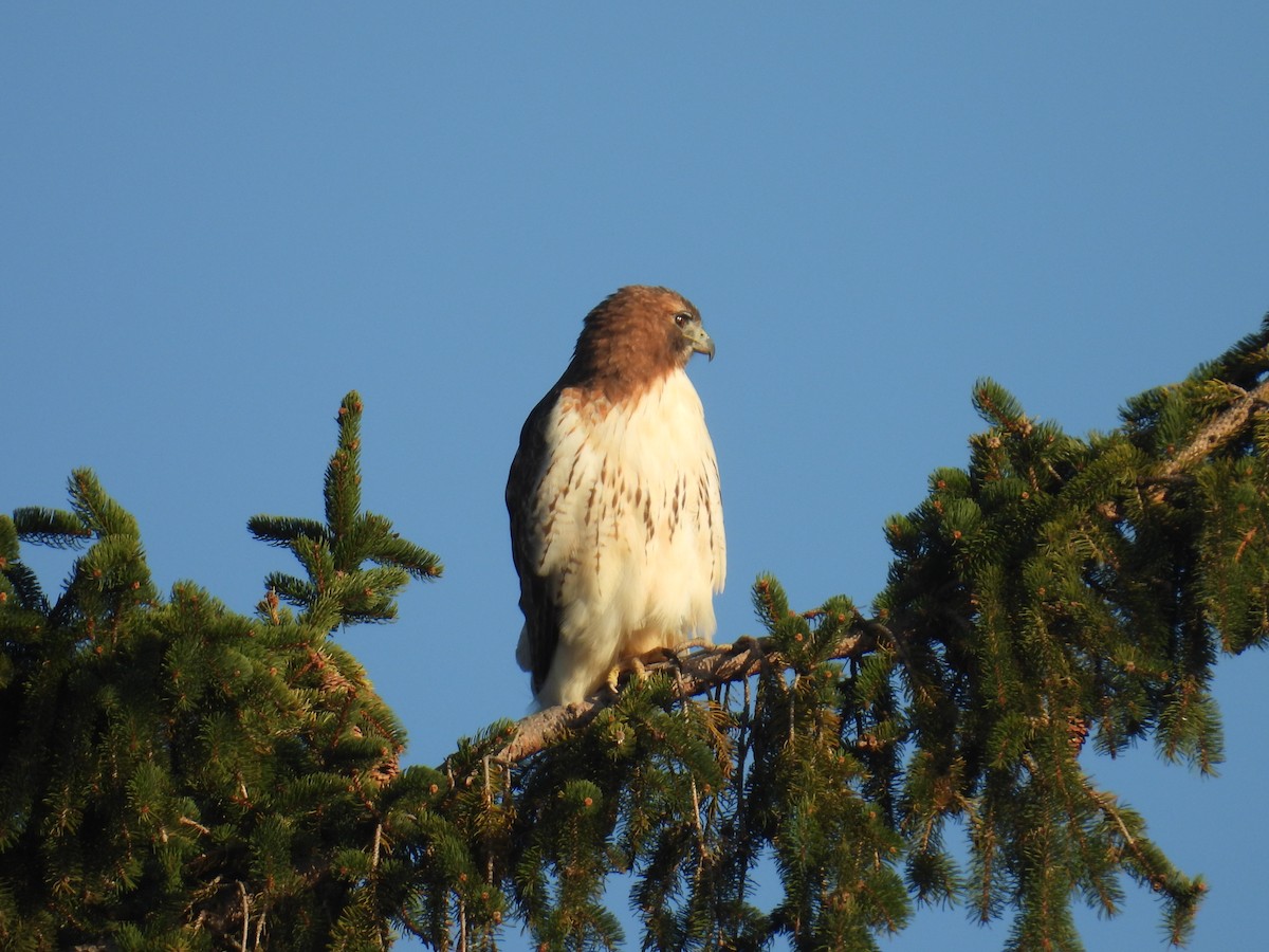Red-tailed Hawk - ML644770224