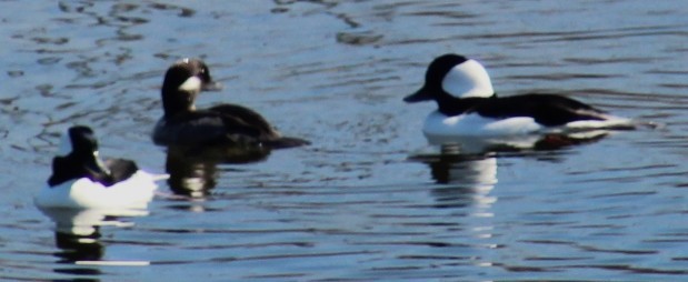 Bufflehead - ML644770232