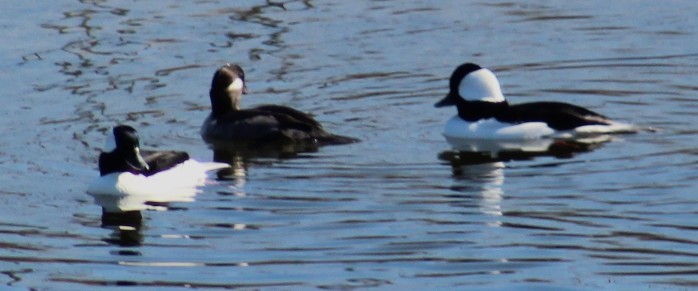 Bufflehead - ML644770233