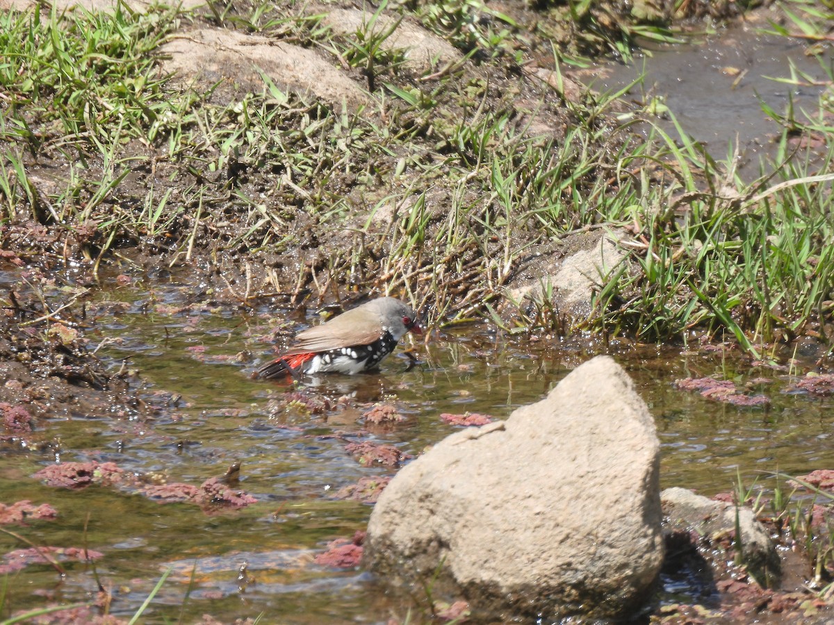 Diamond Firetail - ML644770234