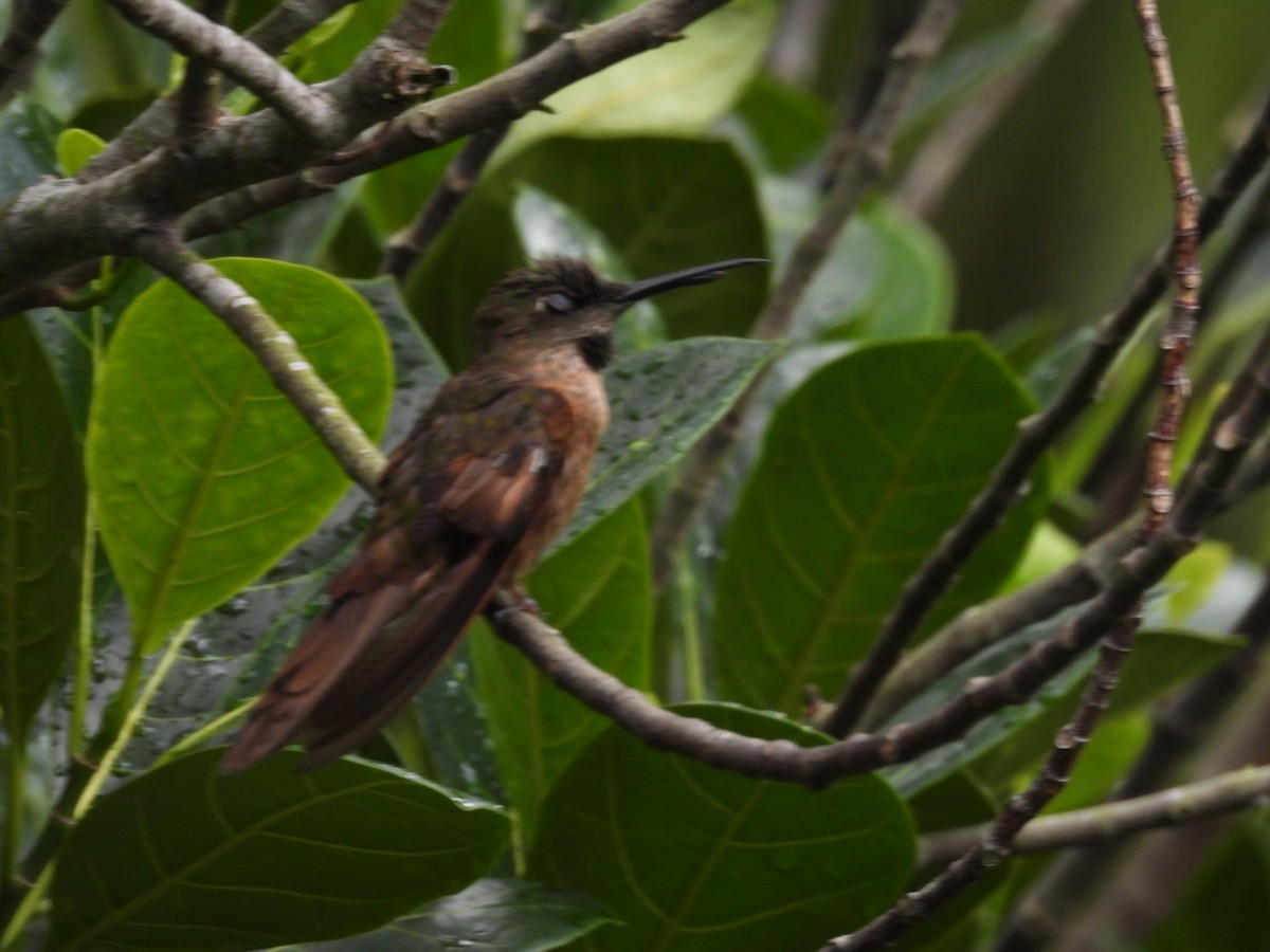 Brillante Pechigamuza - ML644770236