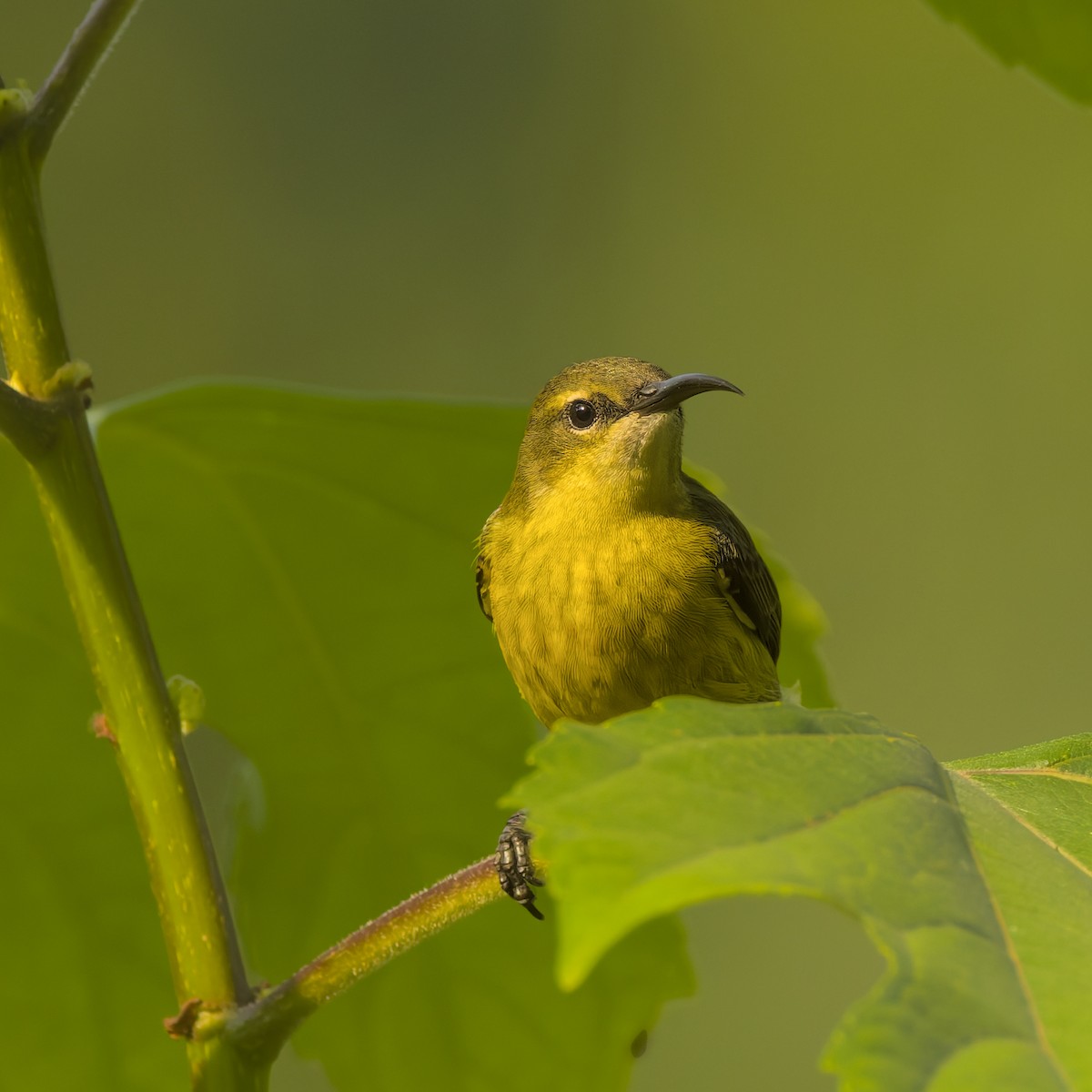 Bronze Sunbird - ML644770240