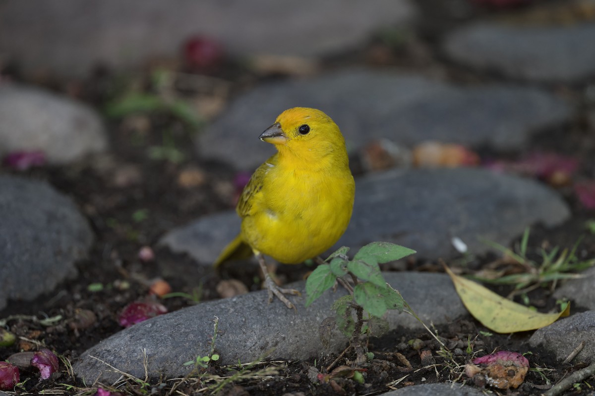 Saffron Finch - ML644770245