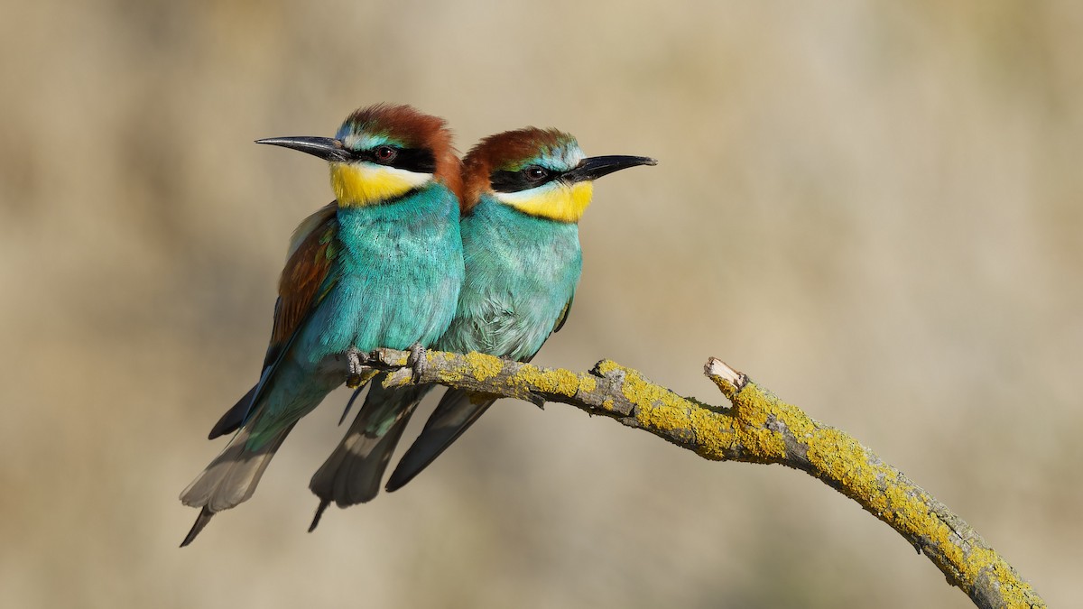 European Bee-eater - ML644770246
