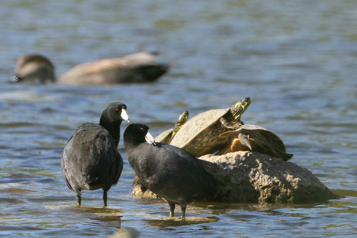 Лиска американська - ML644770258