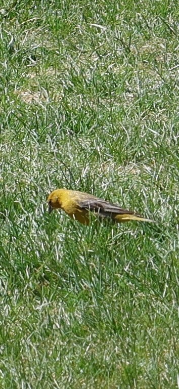 Goldbauch-Gilbtangare - ML644770259