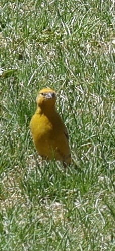 Goldbauch-Gilbtangare - ML644770260