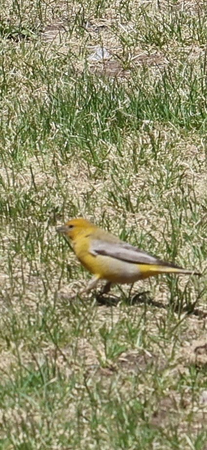 Goldbauch-Gilbtangare - ML644770261