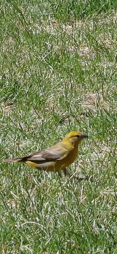 Goldbauch-Gilbtangare - ML644770262