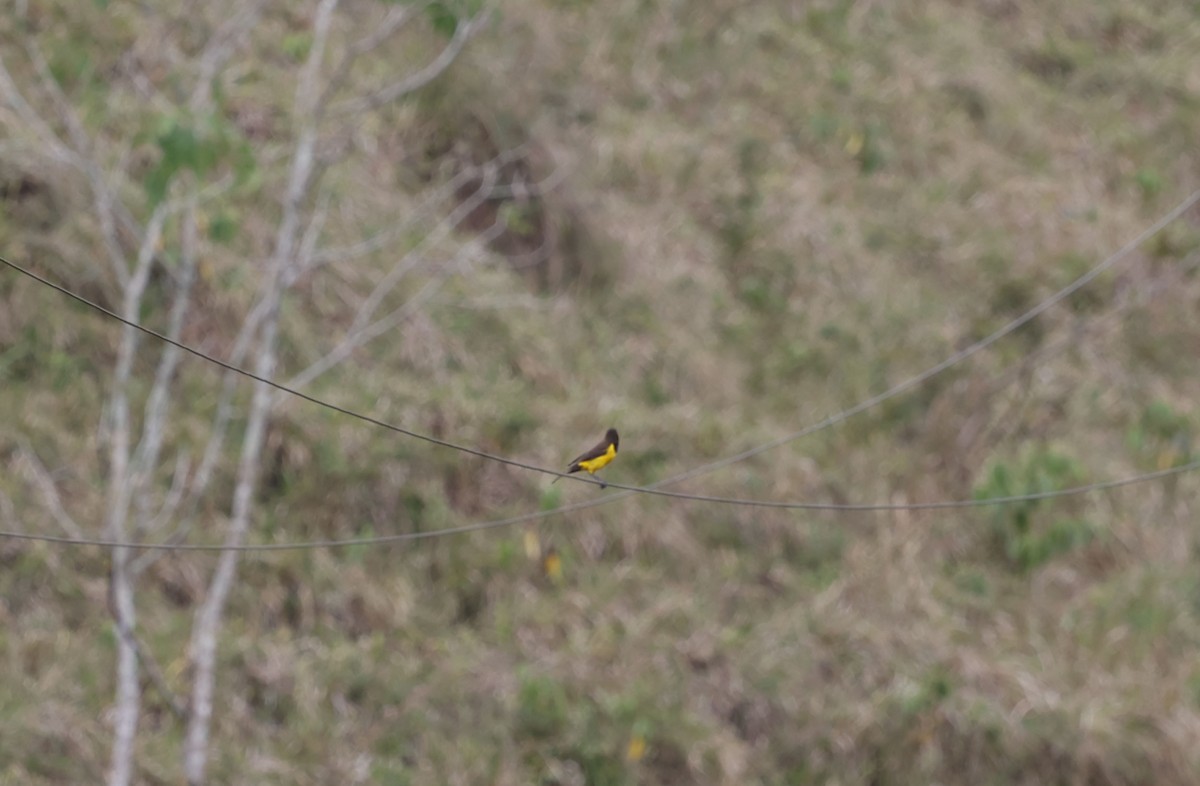 Yellow-rumped Marshbird - ML644770263