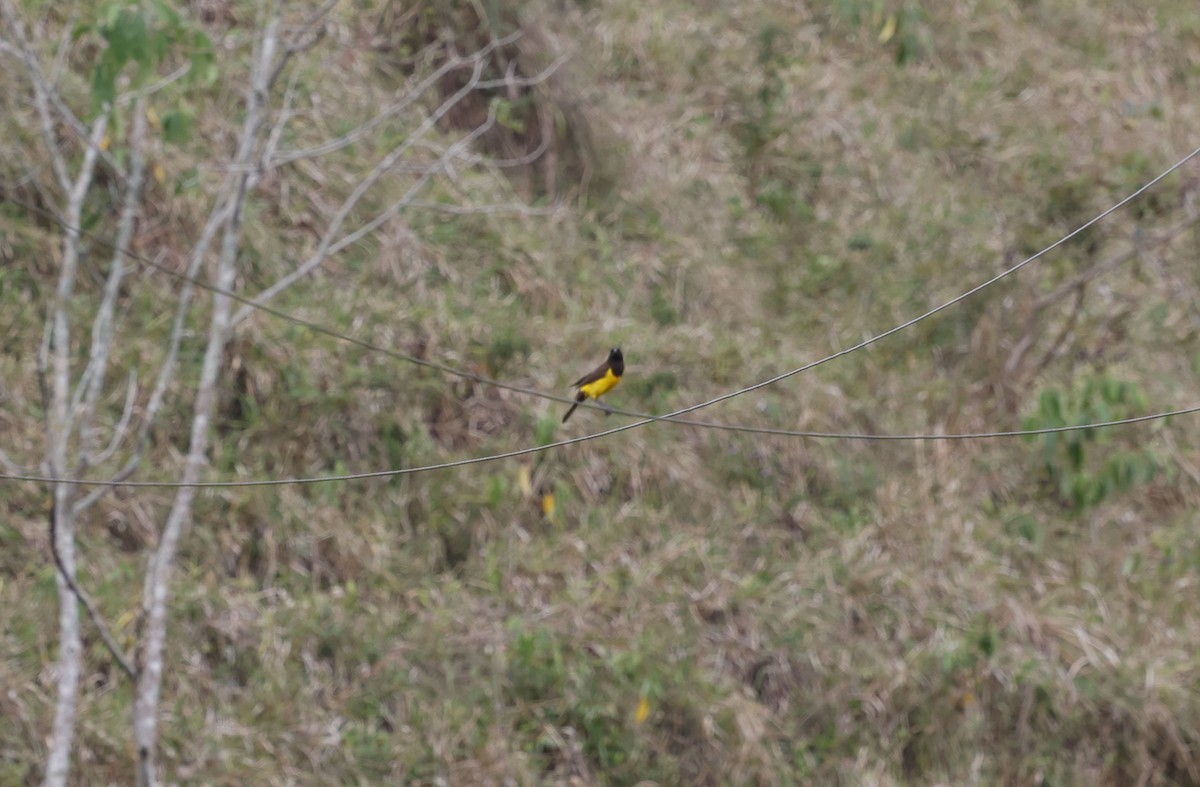 Yellow-rumped Marshbird - ML644770264