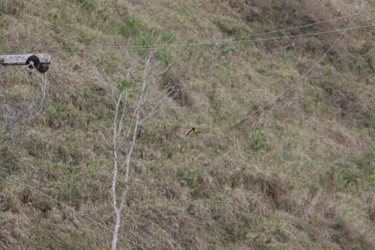 Yellow-rumped Marshbird - ML644770265