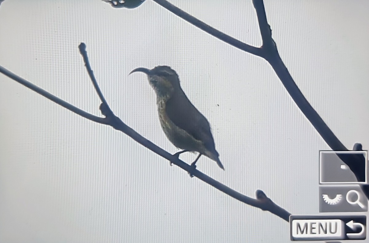 Johanna's Sunbird - ML644770266