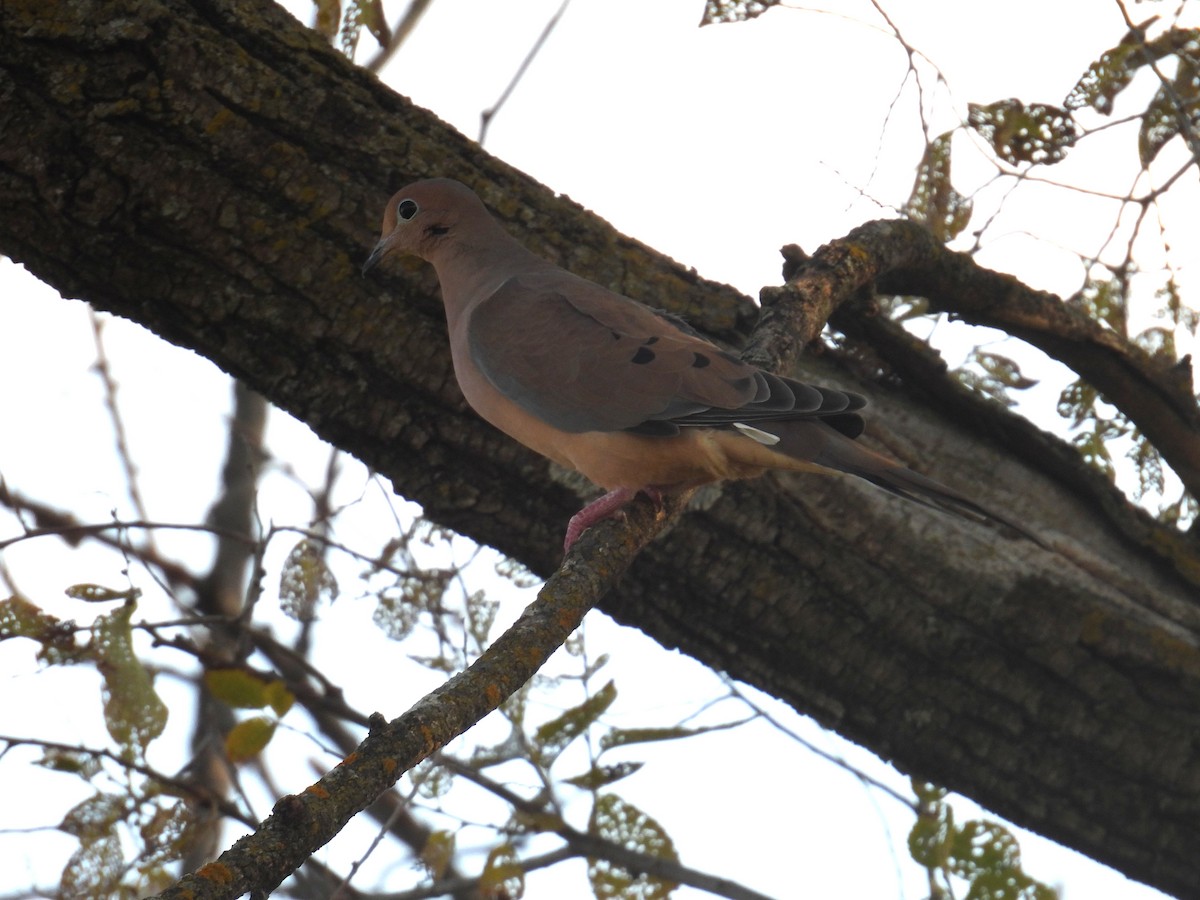 Mourning Dove - ML644770267
