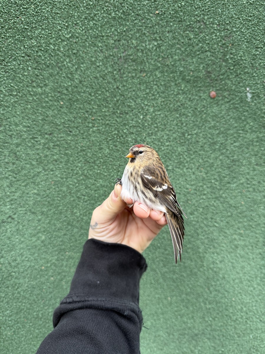 Redpoll - ML644770268