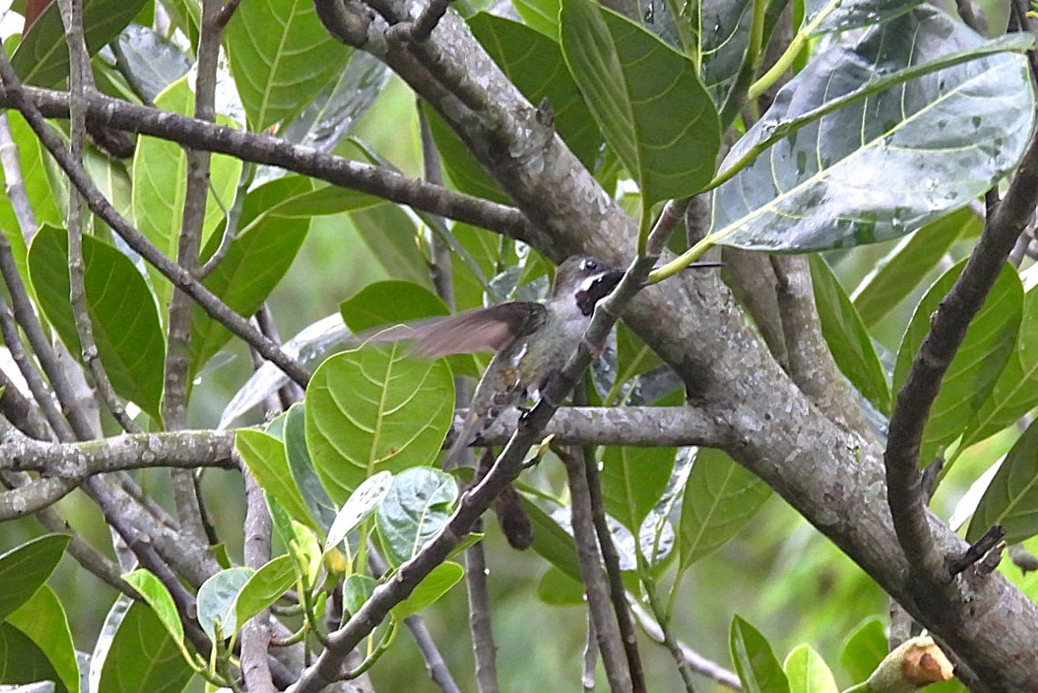 Long-billed Starthroat - ML644770269