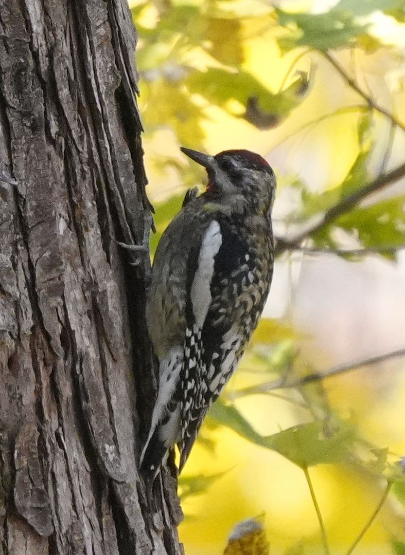 Yellow-bellied Sapsucker - ML644770271