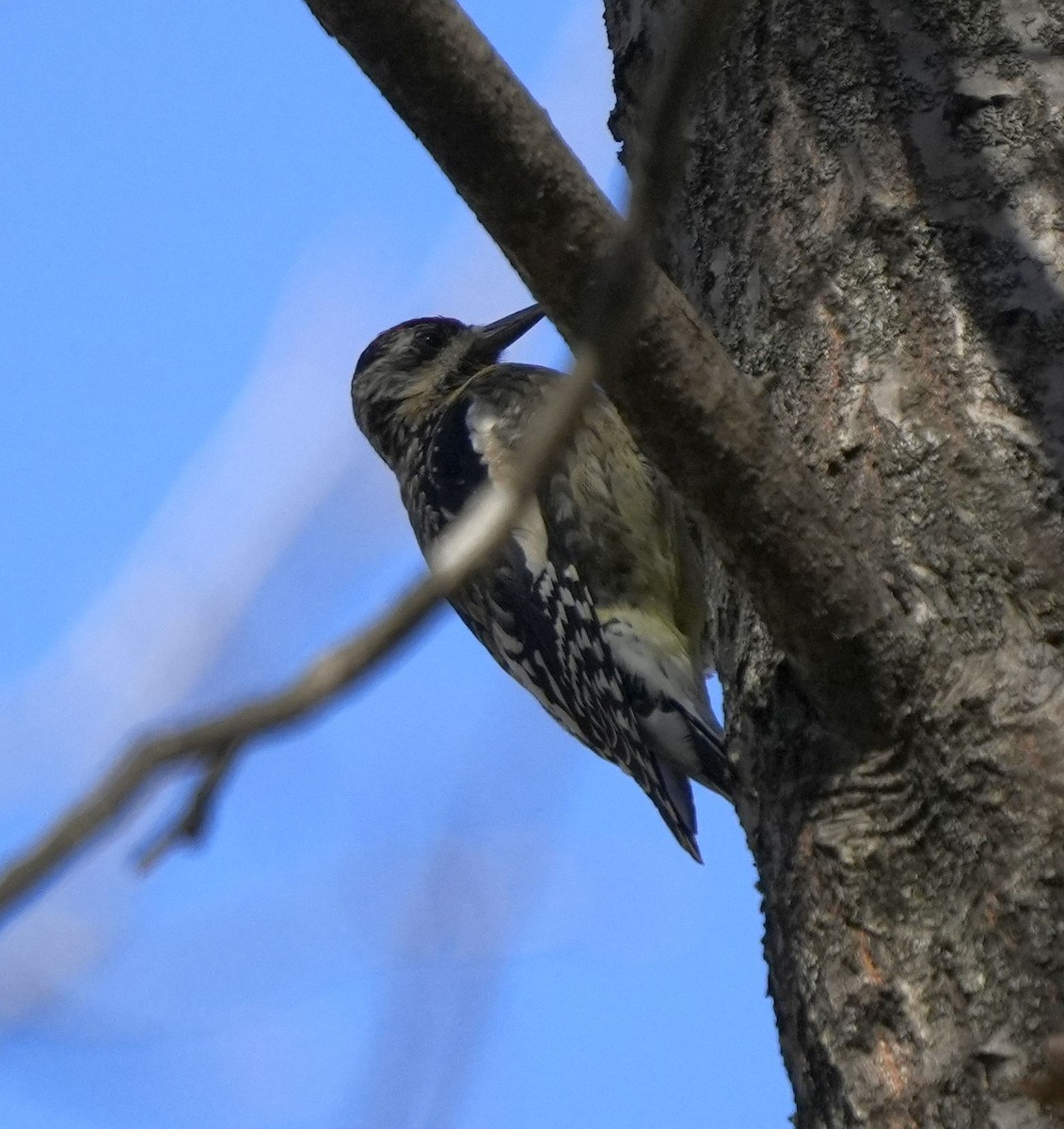 Yellow-bellied Sapsucker - ML644770272