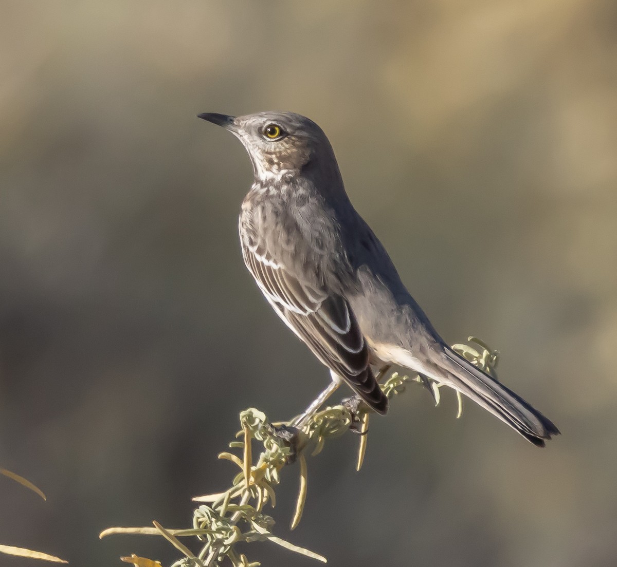Sage Thrasher - ML644770273