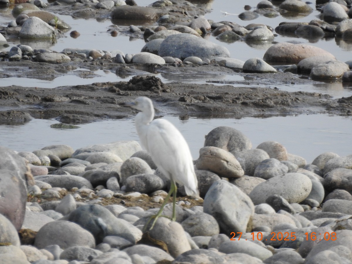 Little Blue Heron - ML644770274
