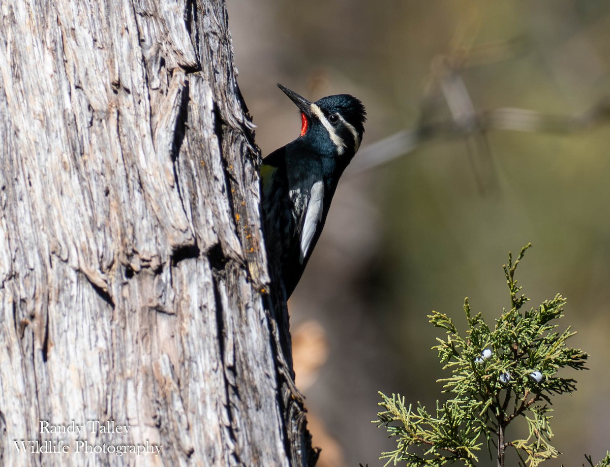 Williamson's Sapsucker - ML644770275
