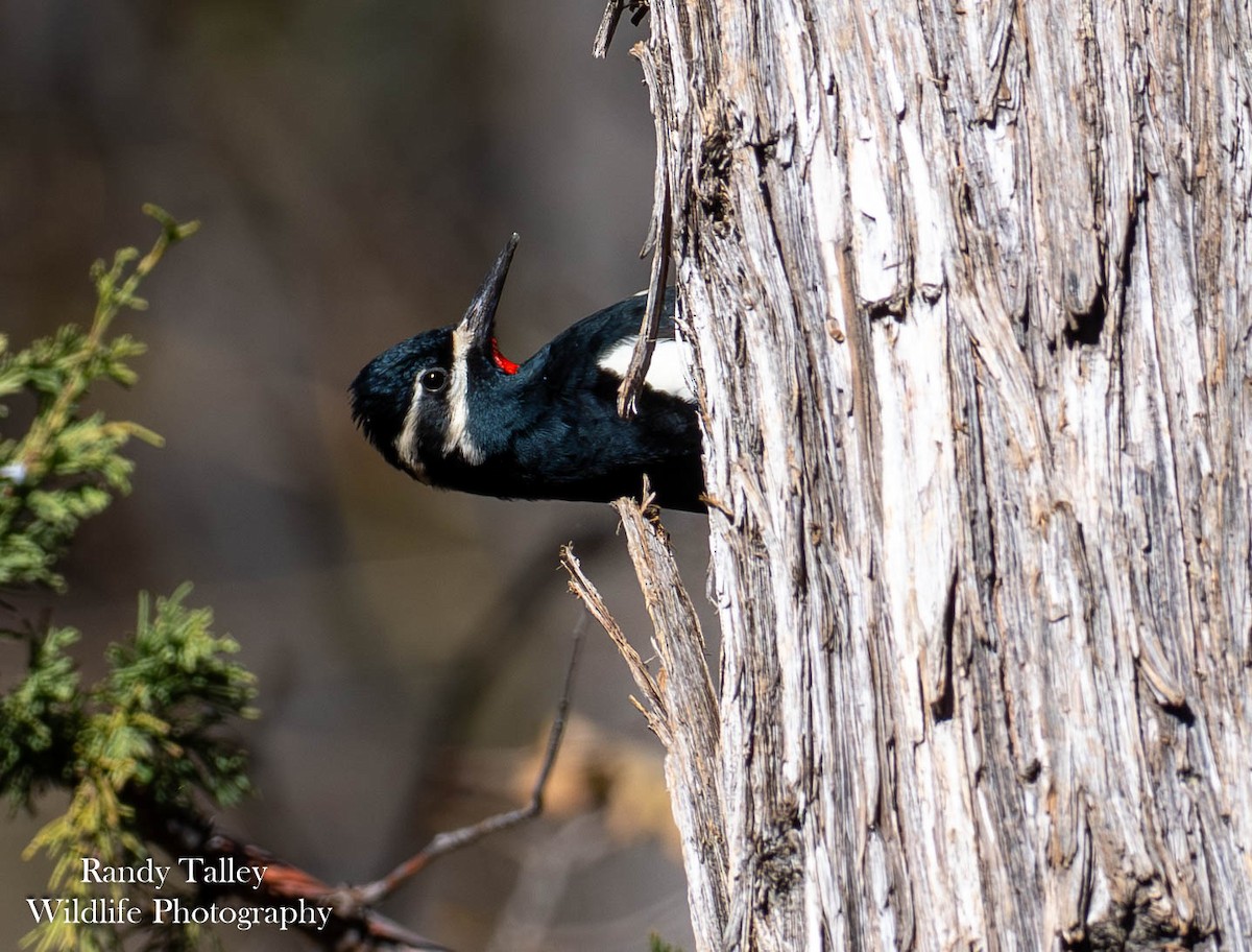 Williamson's Sapsucker - ML644770276
