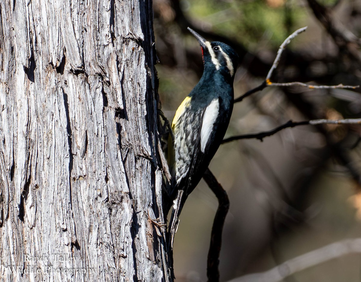 Williamson's Sapsucker - ML644770277