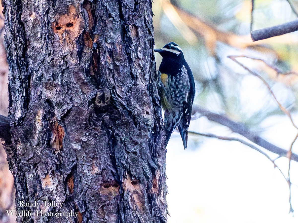 Williamson's Sapsucker - ML644770278