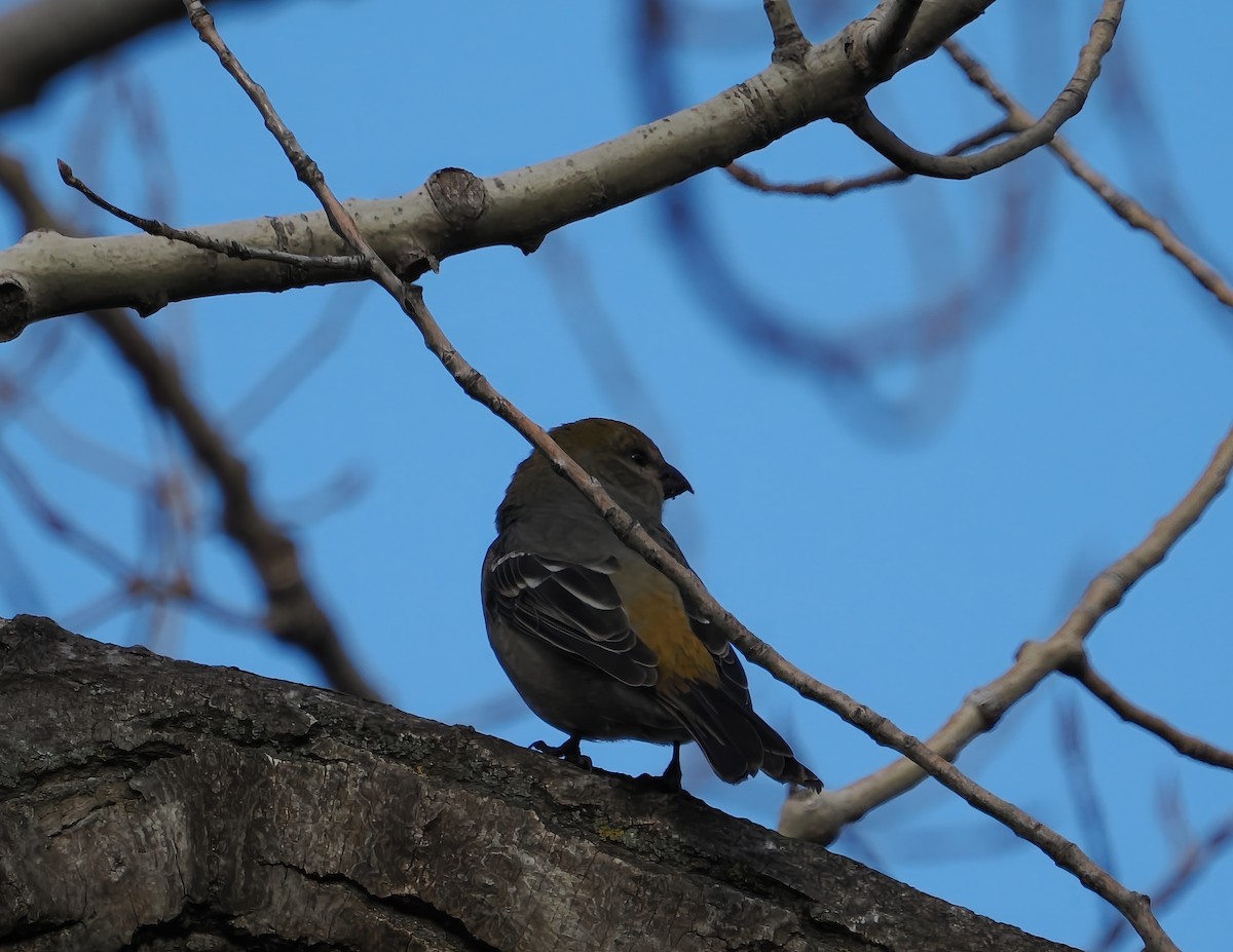 Pine Grosbeak - ML644770279