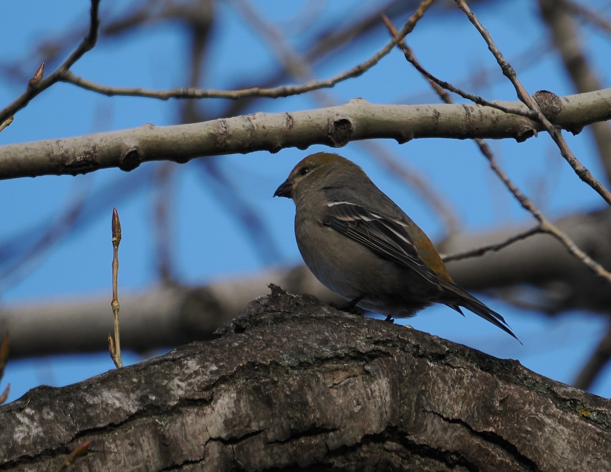 Pine Grosbeak - ML644770280