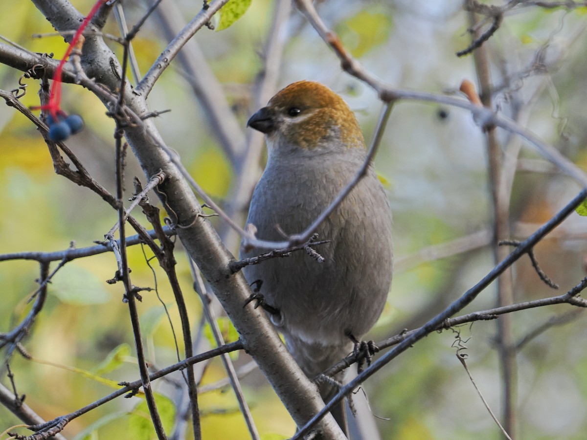 Pine Grosbeak - ML644770281