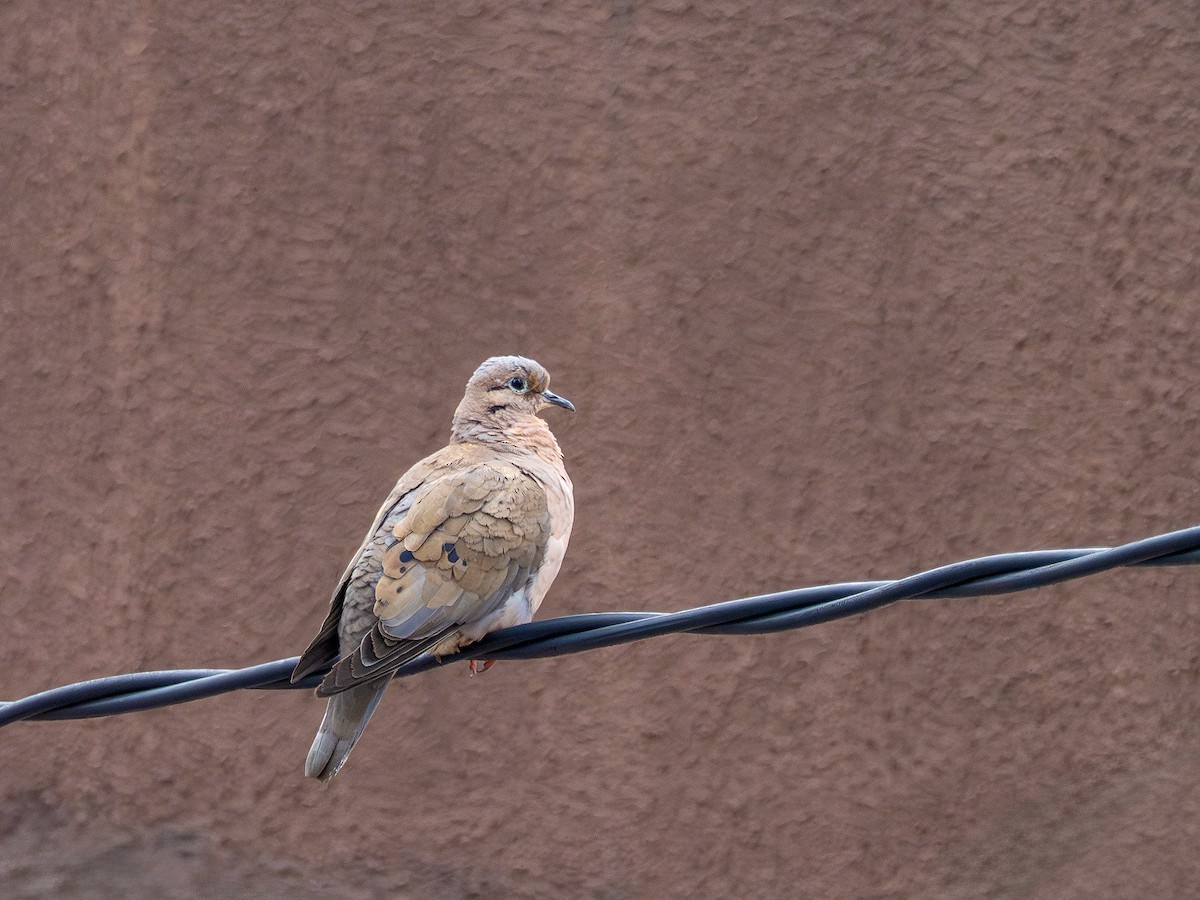 Eared Dove - ML644770282