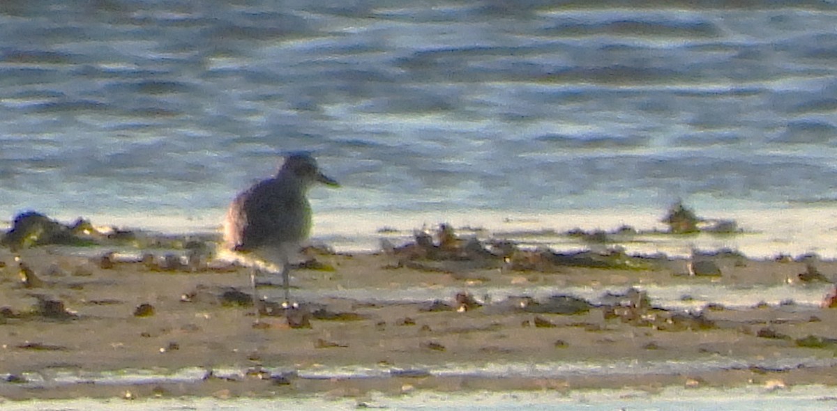 Black-bellied Plover - ML644770283