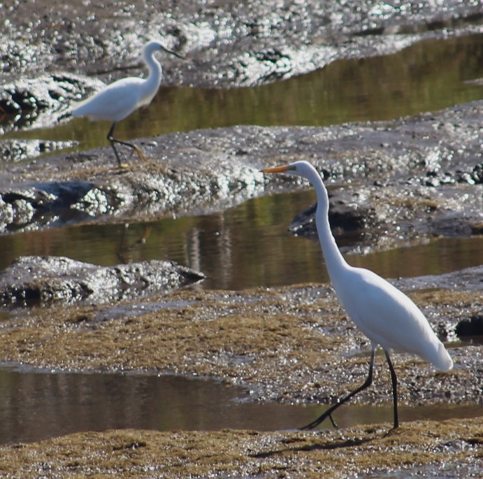 Snowy Egret - ML644770286