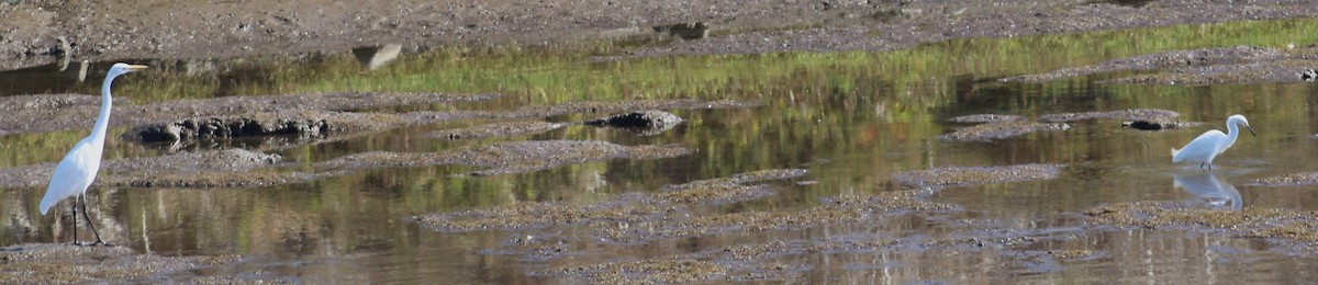 Snowy Egret - ML644770287