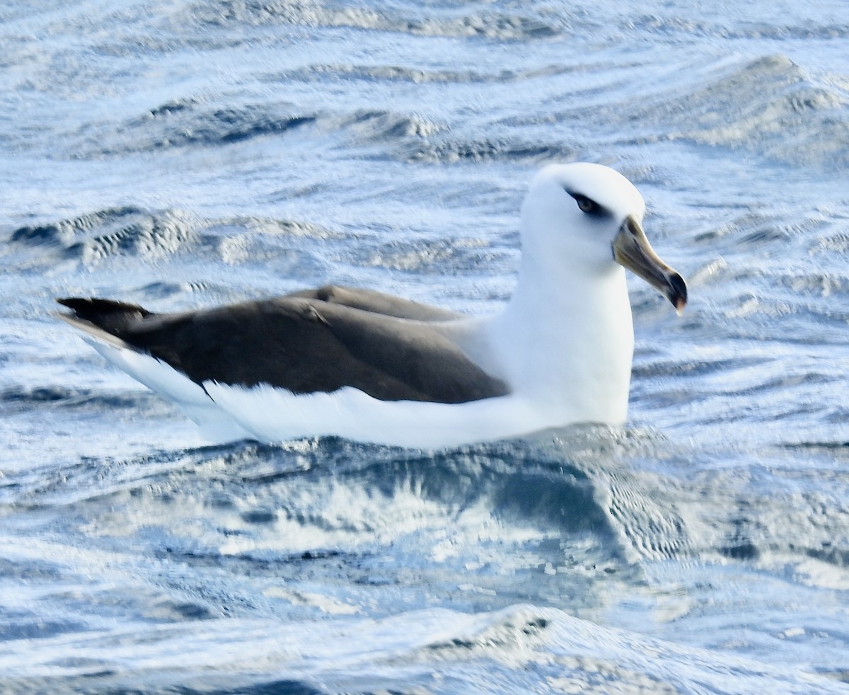 Black-browed Albatross (Campbell) - ML644770289