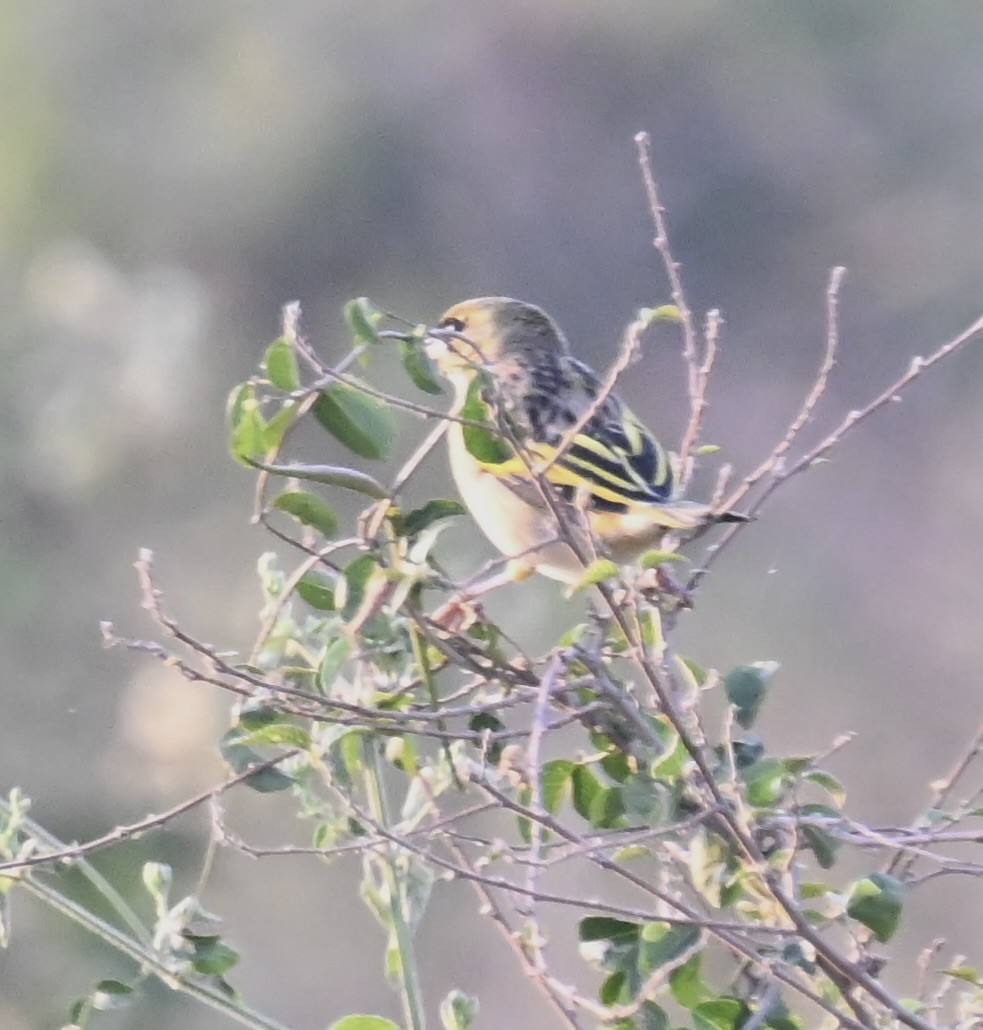 Black-headed Weaver - ML644770290