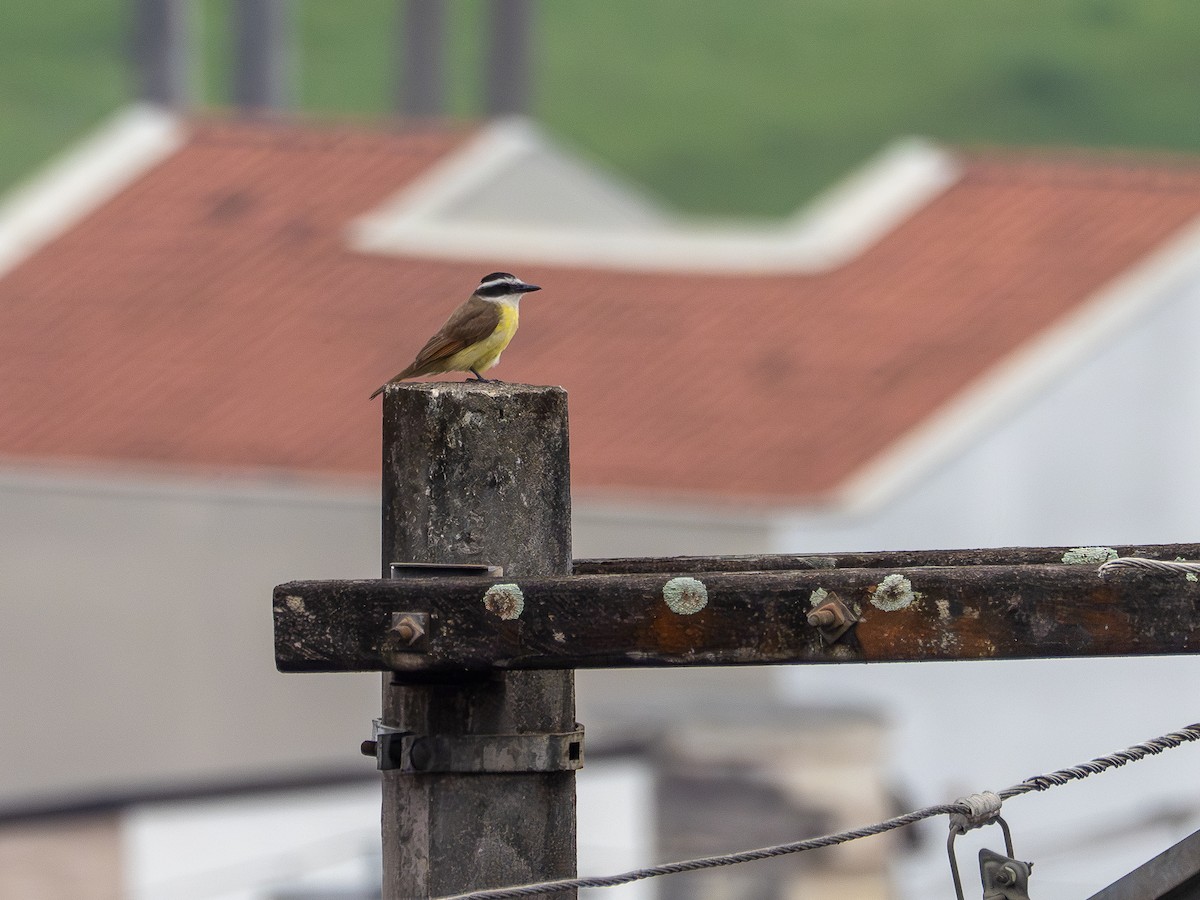 Great Kiskadee - ML644770291