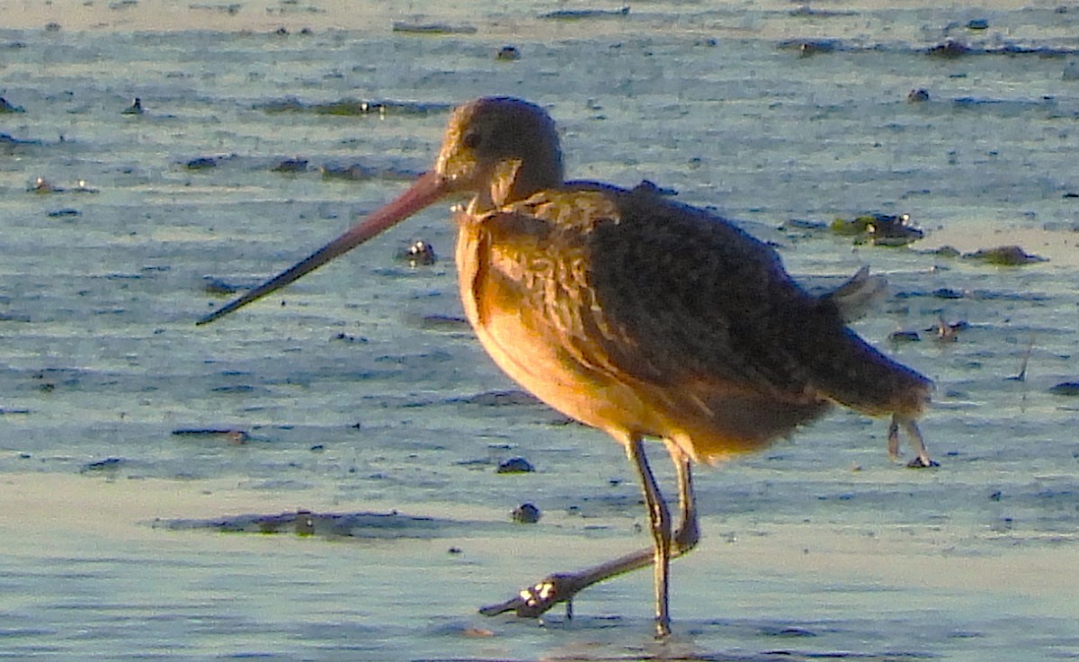 Marbled Godwit - ML644770292