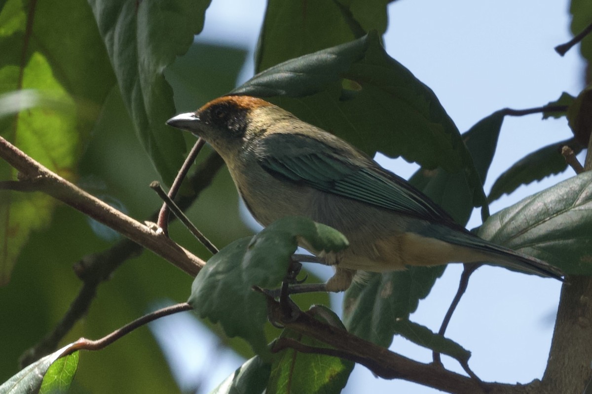 Scrub Tanager - ML644770293