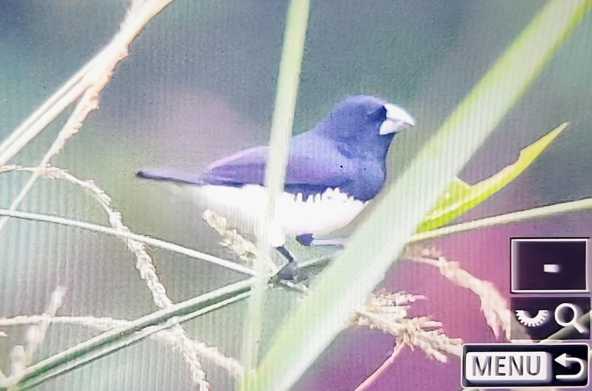 クロシチホウ - ML644770294