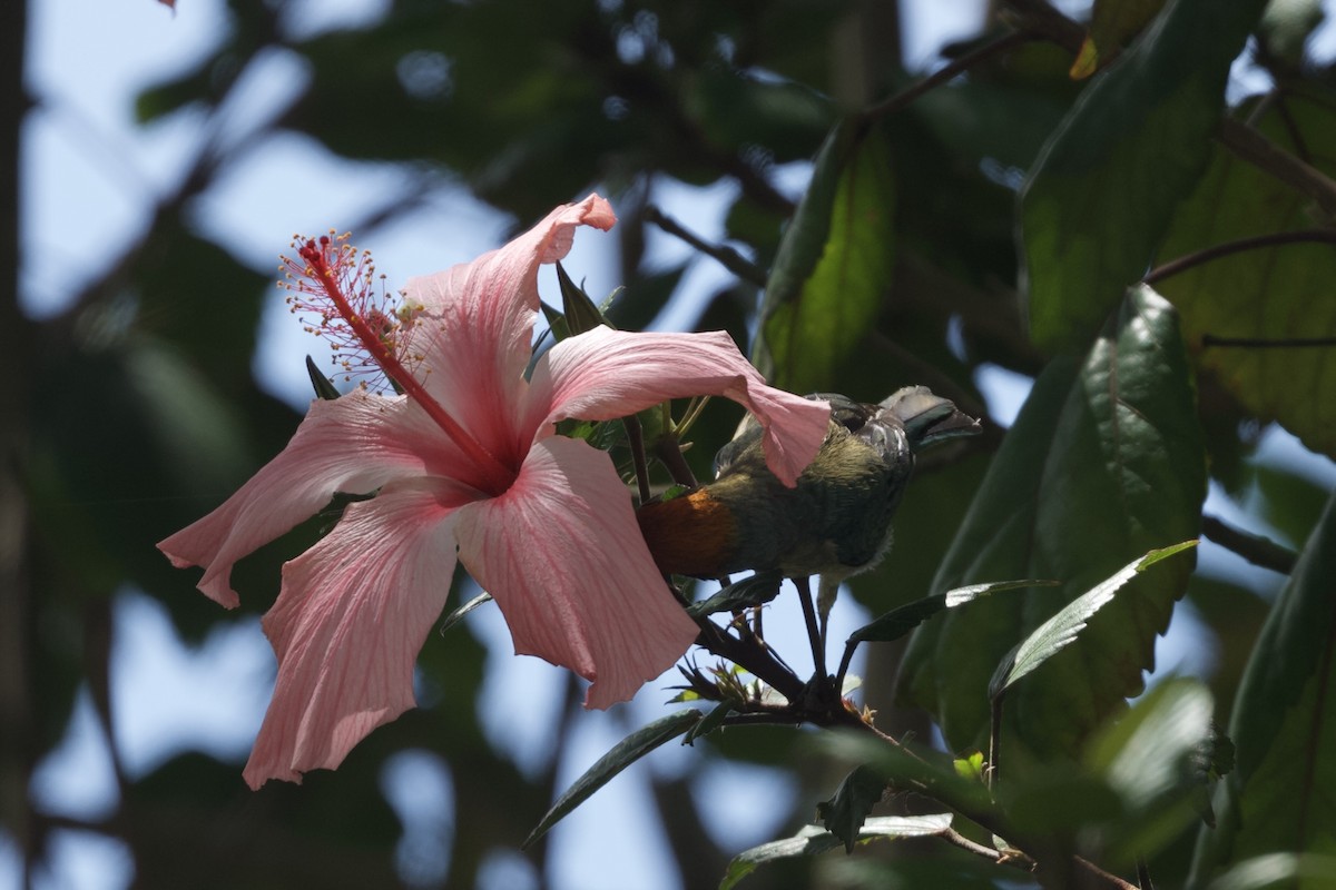 Scrub Tanager - ML644770295