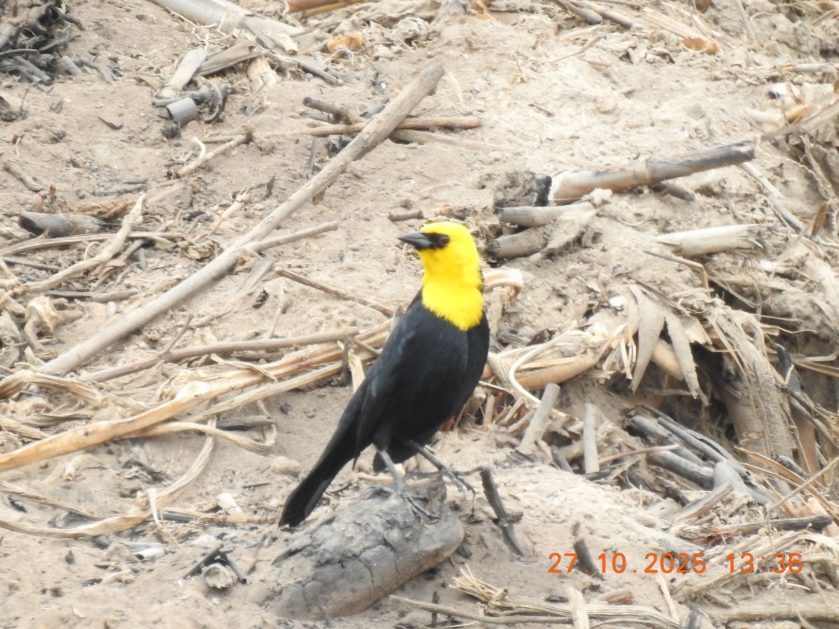 Yellow-hooded Blackbird - ML644770301